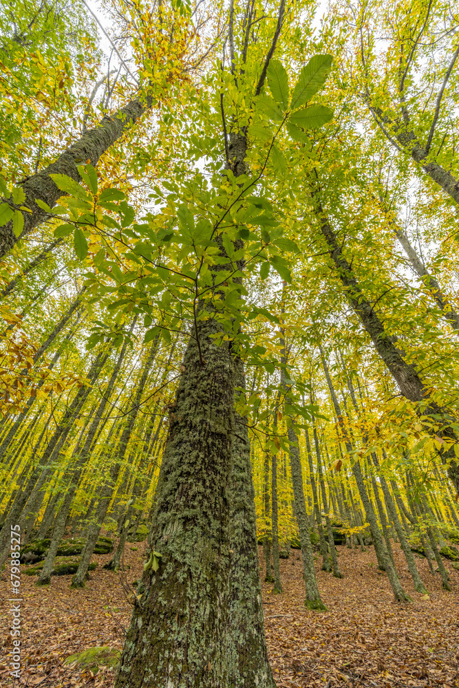 Fototapeta premium Wide angle autunm scene at Castanar de el Tiemblo. Chestnut forest in Avila province, Spain