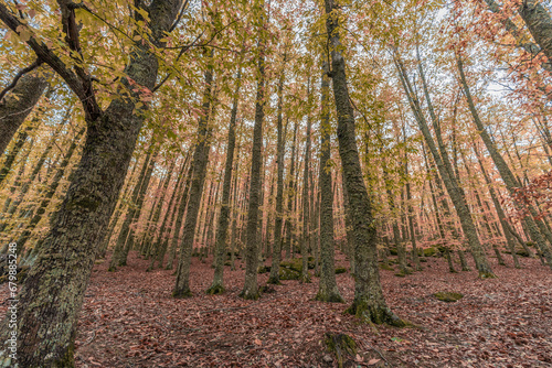 Wide angle autunm scene at Castanar de el Tiemblo. Chestnut forest in Avila province  Spain