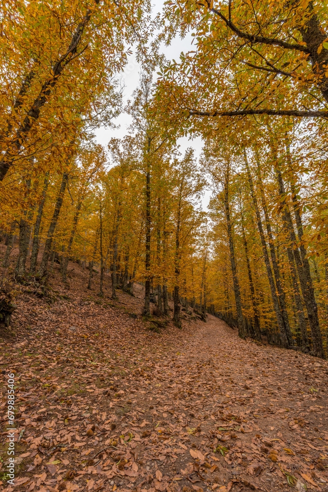 Obraz premium Wide angle autunm scene at Castanar de el Tiemblo. Chestnut forest in Avila province, Spain
