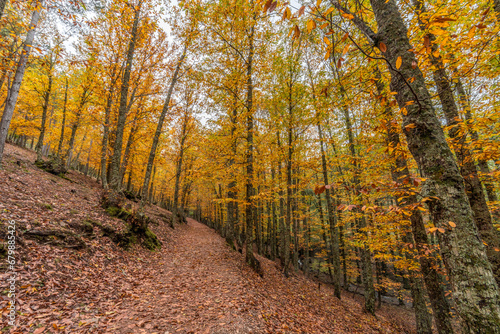 Wide angle autunm scene at Castanar de el Tiemblo. Chestnut forest in Avila province, Spain