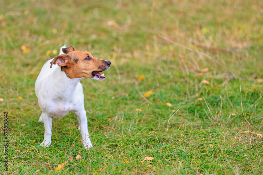 A cute Jack Russell Terrier dog walks in a clearing in the forest. Pet portrait with selective focus and copy space