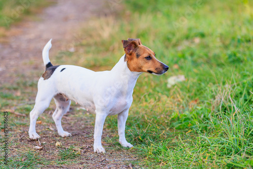 A cute Jack Russell Terrier dog is walking in the park. Pet portrait with selective focus and copy space