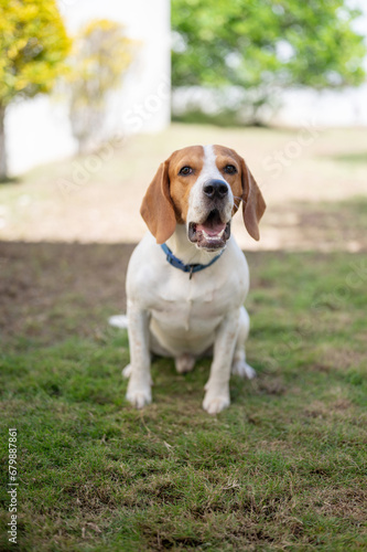 Portrait of beagle dog sit on green grass