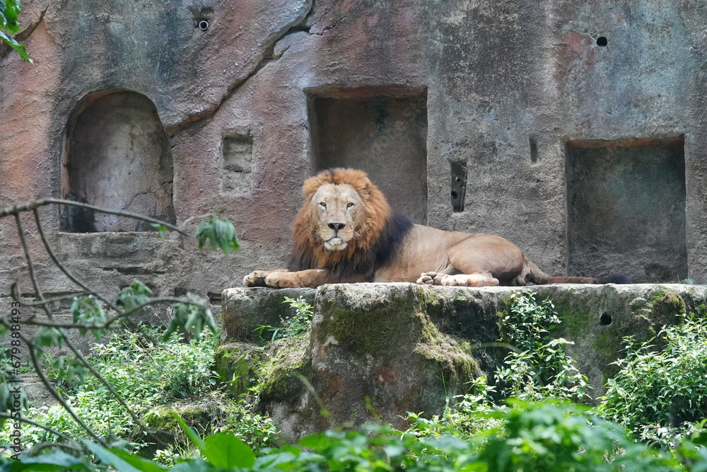 Lions (Panthera leo) are iconic and majestic big cats known for their ...