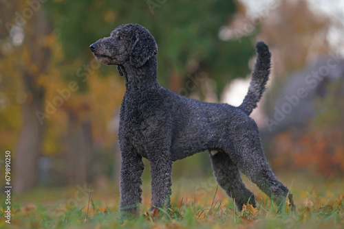 Fototapeta Naklejka Na Ścianę i Meble -  Serious black Standard Poodle dog posing outdoors standing on a green grass with yellow fallen maple leaves in autumn
