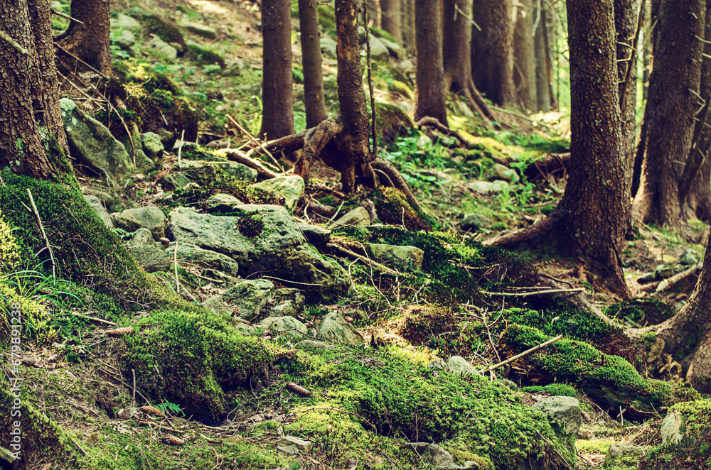 Summer moody forest Summer moody forest