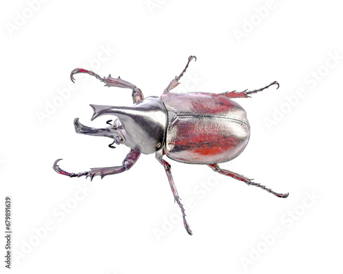 beetle isolated on transparent png