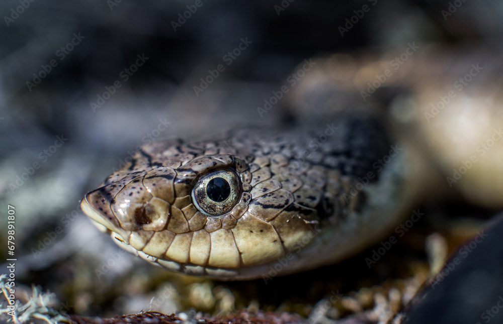 Close up of an eastern hognose's head from Cape Cod, Massachusetts Close up of an eastern hognose's head from Cape Cod, Massachusetts