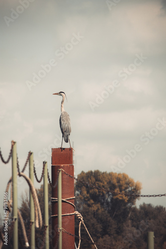 mantova lago animali papere anatre natura  photo