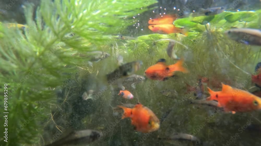 View of underwater river filled with colorful fish looking for food View of underwater river filled with colorful fish looking for food