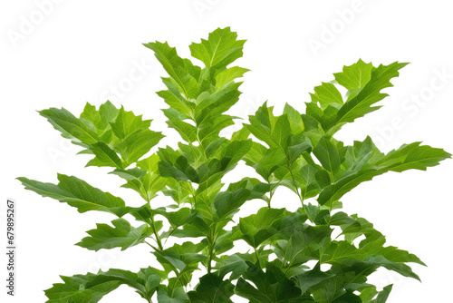 a high quality stock photograph of leafs plant in the center isolated on white background