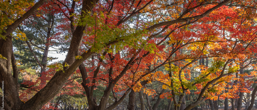 Gyeongju, South Korea - November 20 2023 Gyeongju, South Korea - November 20 2023