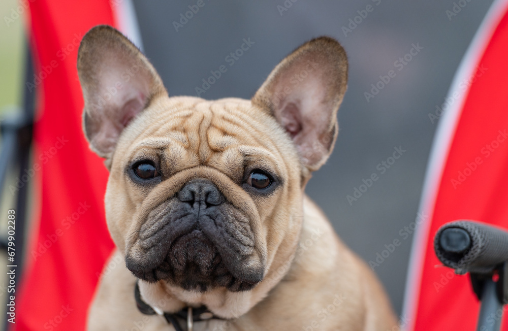 Close up of a tan French Bulldog