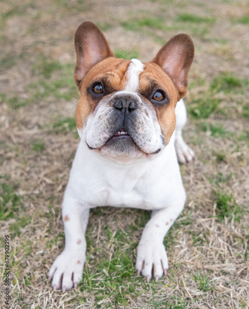 Red and white French Bulldog in the grass