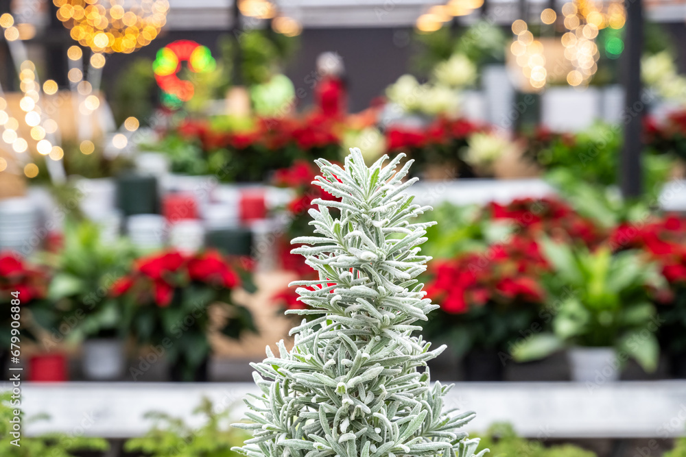 Closeup of lavender plant shaped as Christmas trees, holiday decorations, with a colorful festive background

