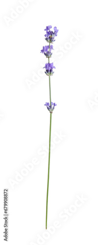 Fototapeta Naklejka Na Ścianę i Meble -  Beautiful blooming lavender flower isolated on white