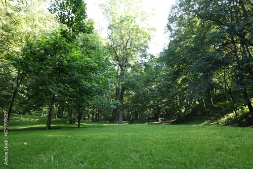 Beautiful lawn with fresh green grass among trees on sunny day, low angle view