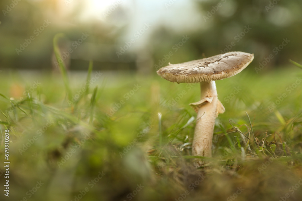 One poisonous mushroom growing in forest, closeup. Space for text One poisonous mushroom growing in forest, closeup. Space for text