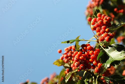 Rowan tree with many berries growing outdoors, low angle view. Space for text