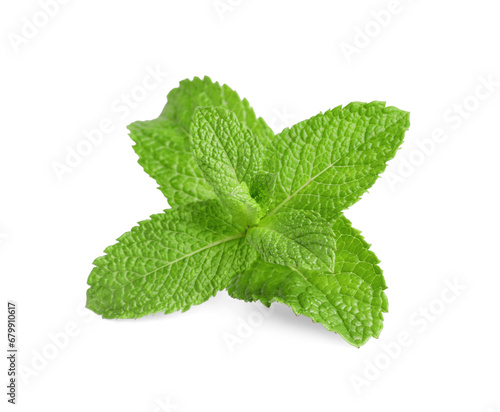 Fresh mint plant with green leaves isolated on white