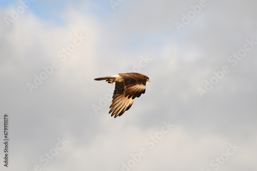 aguila falsa photo