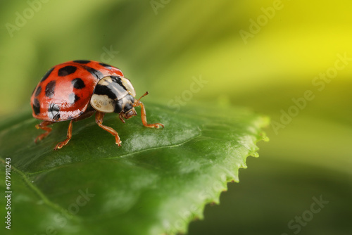 Ladybug on green leaf against blurred background, macro view. Space for text