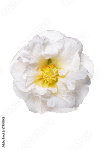 花の色が変わる前の午前中の白い酔芙蓉　Hibiscus mutabilis photo