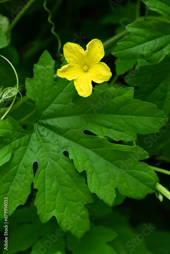 ゴーヤの雄花