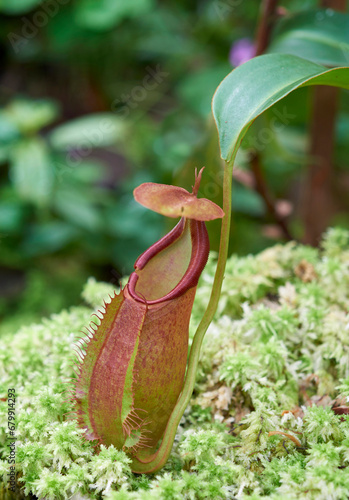 Tropical pitcher plants, or monkey cups (Nepenthes kampotiana) photo