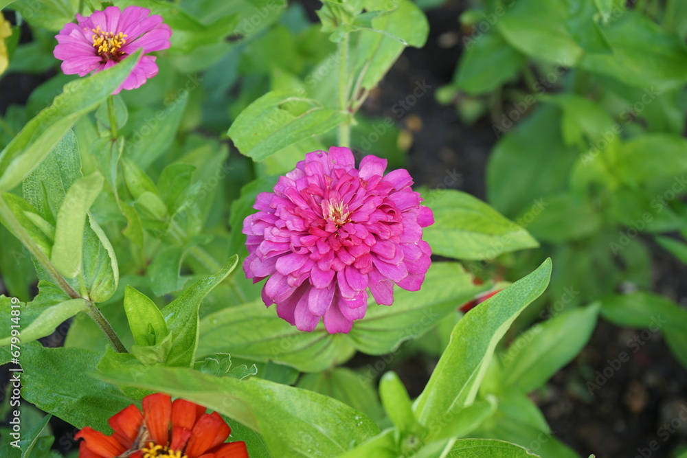 pink chrysanthemum pink chrysanthemum