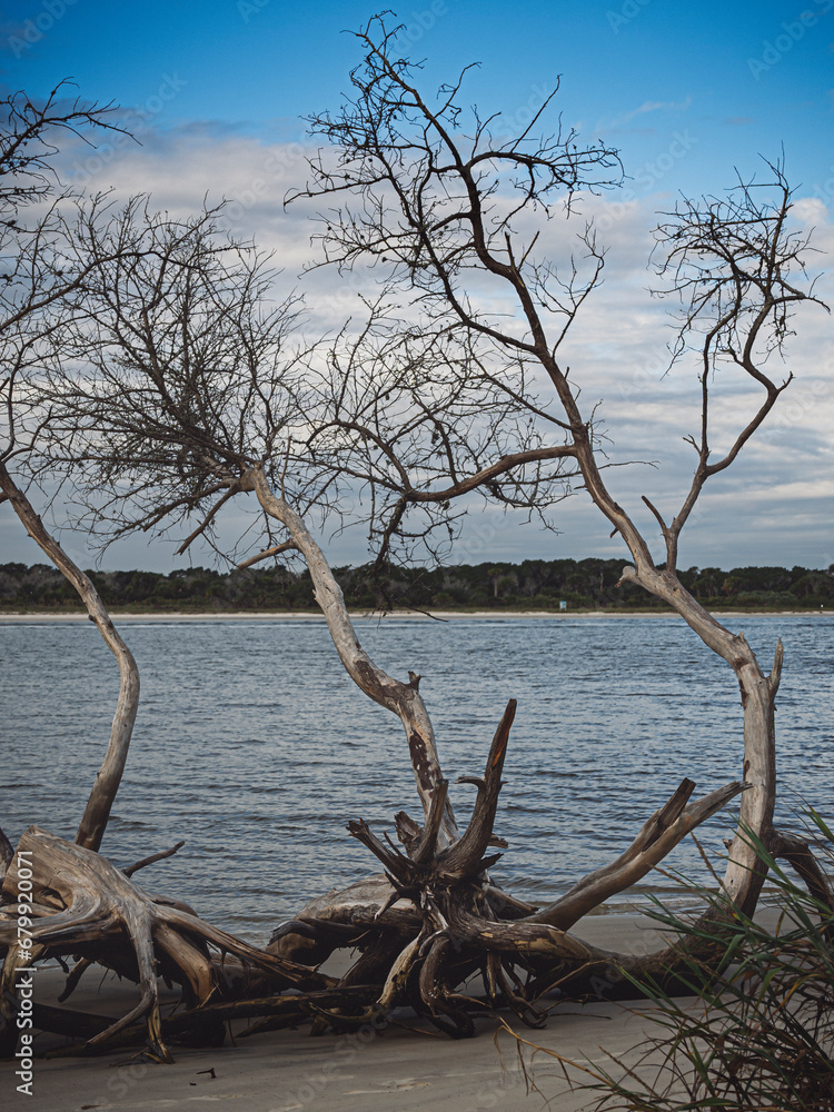 tree in the water