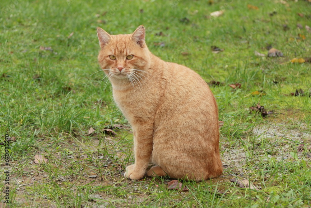 cat on the grass