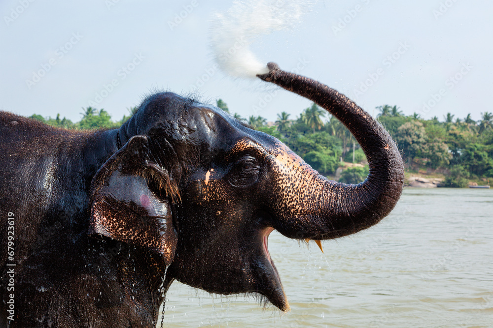 Elephant bathing in the morning in Tungabhadra river, Hampi, Karnataka, India