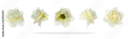Fototapeta Naklejka Na Ścianę i Meble -  Set of many narcissus flowers isolated on white