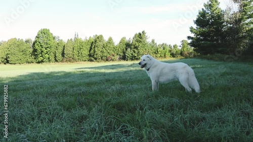 Wallpaper Mural Maremma sheepdog in a pasture on a small farm. Working dogs in Ontario, Canada. Torontodigital.ca