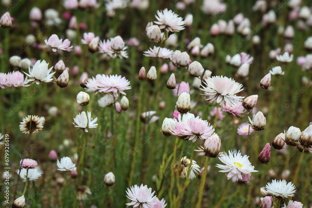 field of white everlasting daisies field of white everlasting daisies