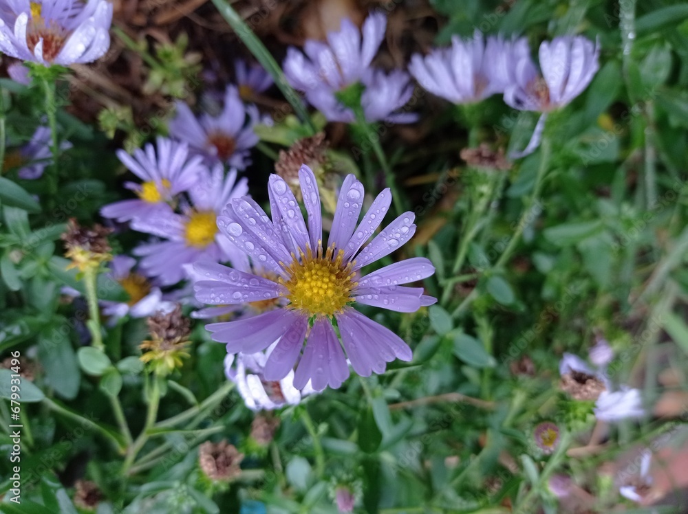 a blue flower a blue flower