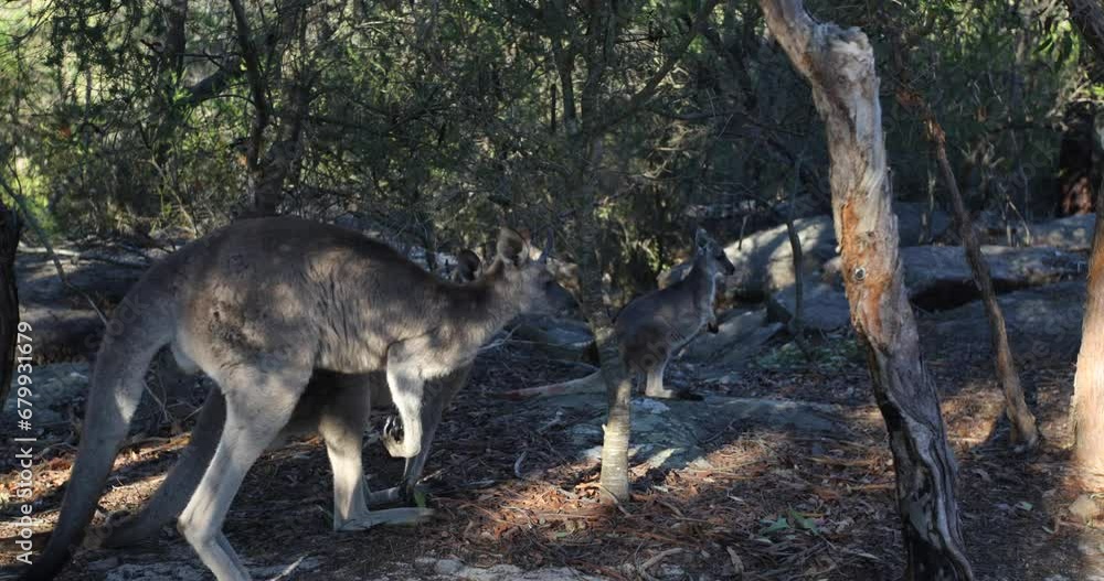Following kangaroos jumping through trees