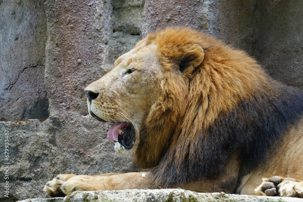 Lions (Panthera leo) are iconic and majestic big cats known for their strength, social structure, and dominance as apex predators in their habitats. |雄獅子 Lions (Panthera leo) are iconic and majestic big cats known for their strength, social structure, and dominance as apex predators in their habitats. |雄獅子