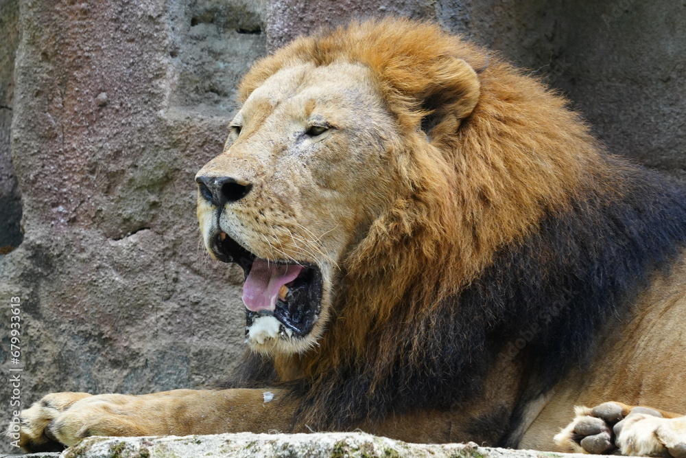 Lions (Panthera leo) are iconic and majestic big cats known for their strength, social structure, and dominance as apex predators in their habitats. |雄獅子 Lions (Panthera leo) are iconic and majestic big cats known for their strength, social structure, and dominance as apex predators in their habitats. |雄獅子