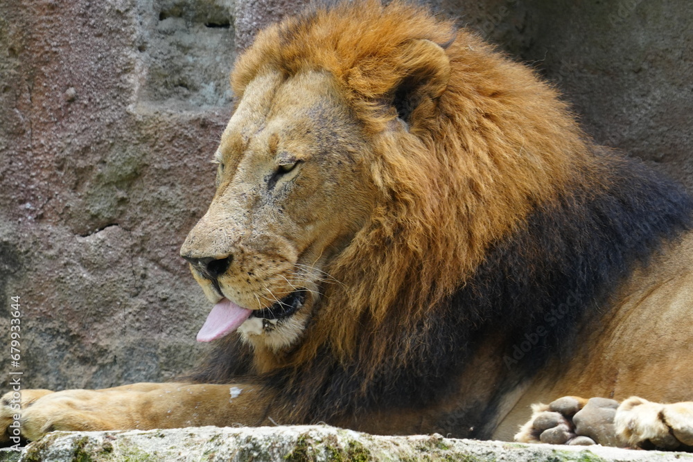 Obraz premium Lions (Panthera leo) are iconic and majestic big cats known for their strength, social structure, and dominance as apex predators in their habitats. |雄獅子