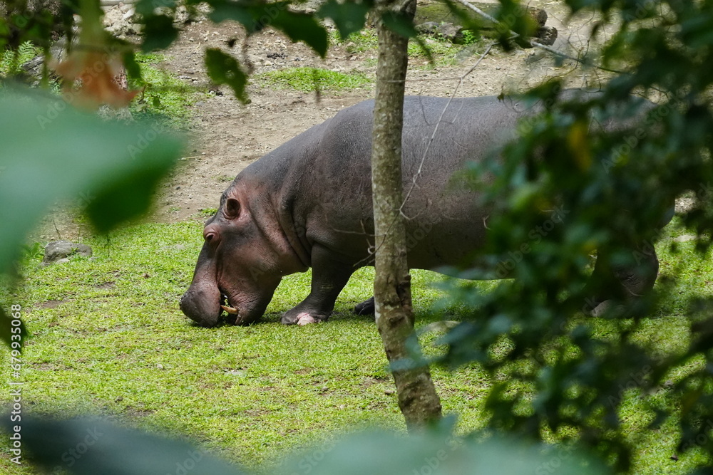 Pygmy Hippopotamus (Choeropsis liberiensis or Hexaprotodon liberiensis) is a small, elusive, and primarily nocturnal mammal native to the forests |倭河馬|侏儒河馬 Pygmy Hippopotamus (Choeropsis liberiensis or Hexaprotodon liberiensis) is a small, elusive, and primarily nocturnal mammal native to the forests |倭河馬|侏儒河馬