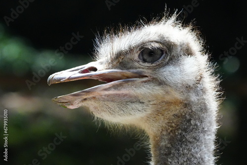 The ostrich (Struthio camelus) is the largest and heaviest living bird species and is known for its unique appearance, remarkable speed, and adaptability to arid and semi-arid environments. |鴕鳥