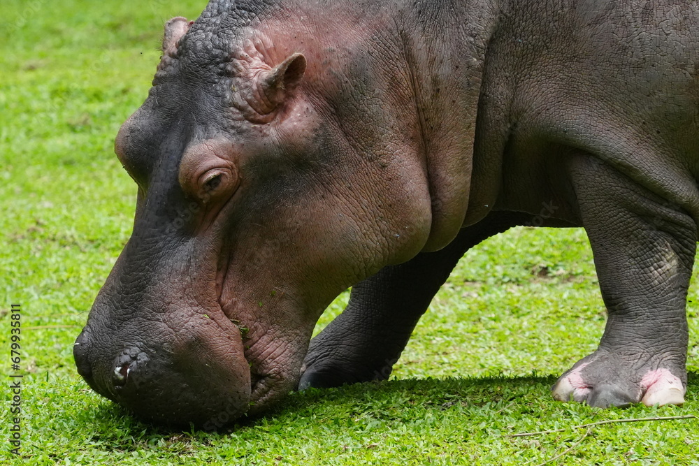 Pygmy Hippopotamus (Choeropsis liberiensis or Hexaprotodon liberiensis) is a small, elusive, and primarily nocturnal mammal native to the forests |倭河馬|侏儒河馬