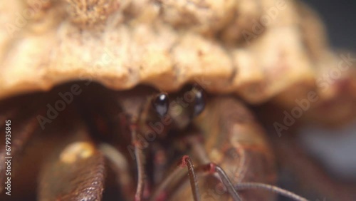 Close Up Video of a large Hermit Crab running, Hermit crabs are crustaceans that belong to the superfamily Paguroidea. They have a soft, asymmetrical abdomen that they protect by occupying empty shell photo