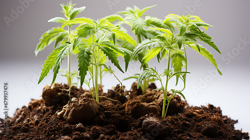 Cannabis sprout on a white background. Medical marijuana small plants photo