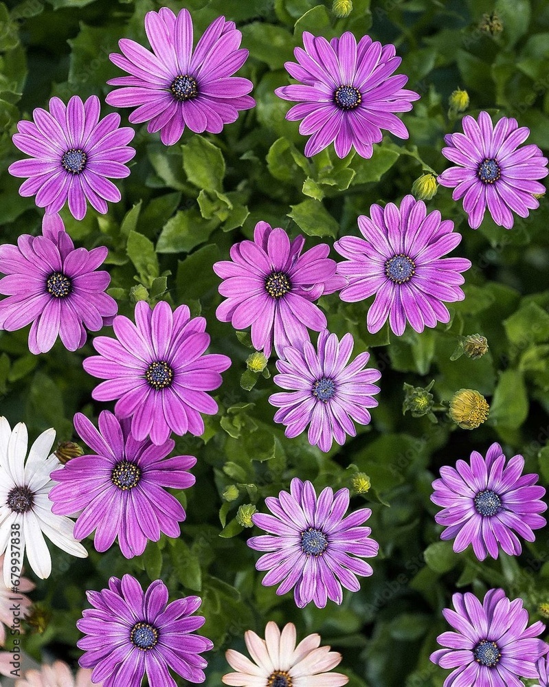 Fototapeta premium pink chrysanthemum flowers