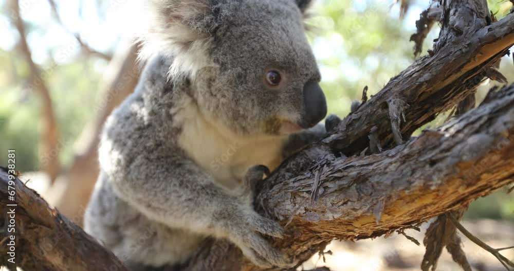 Adorable Koala In Tree Adorable Koala In Tree