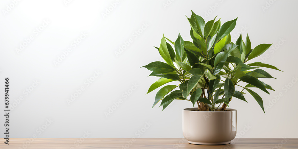 A green plant in a pot placed on a wooden table, advertising banner, web banner, Place for your text, copy space, empty space, Generative AI