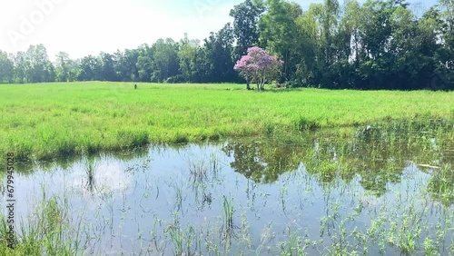 A rice field with a pink flowering tabaek tree (Thai crape myrtle) in the middle of the field, clear water and a farmer. photo